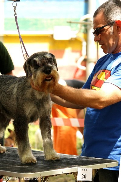 2012-07-01 B & B - Bedlington & Bichon Fun Day (74)_999x1500.jpg